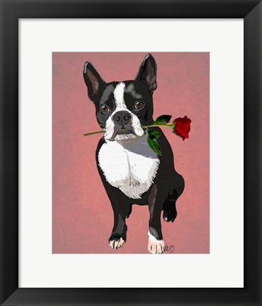 Framed Boston Terrier with Rose in Mouth Print