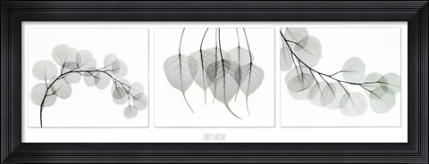 Framed Evergreen Triptych Print