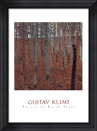 Framed Forrest Of Beech Trees Print