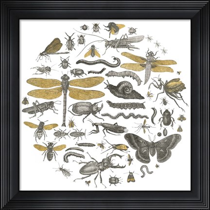 Framed Insect Circle I Print