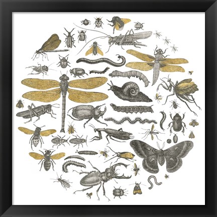 Framed Insect Circle I Print