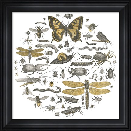 Framed Insect Circle II Print