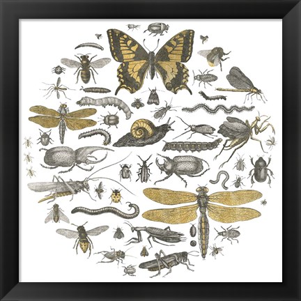 Framed Insect Circle II Print