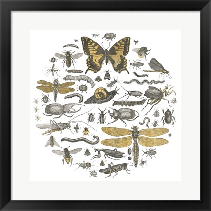 Framed Insect Circle II Print