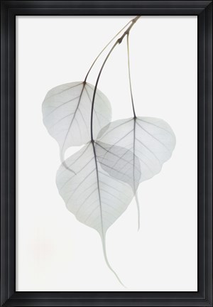 Framed Bo Tree Print