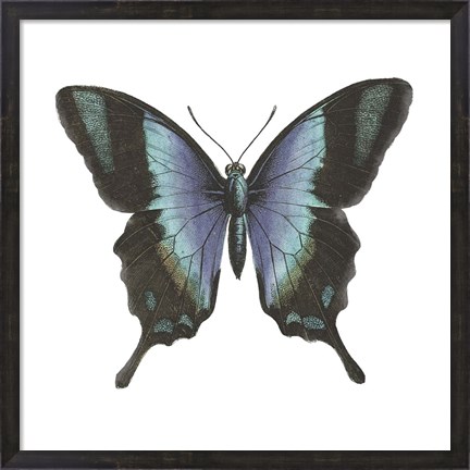 Framed Butterfly Botanical I Print