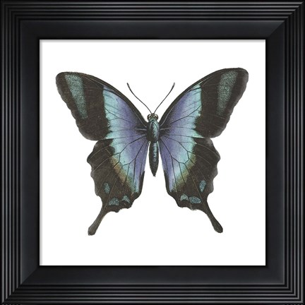 Framed Butterfly Botanical I Print