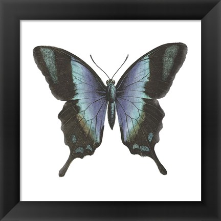 Framed Butterfly Botanical I Print