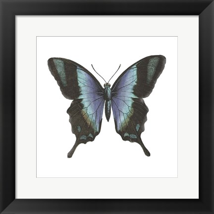 Framed Butterfly Botanical I Print