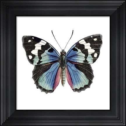 Framed Butterfly Botanical II Print