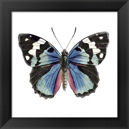 Framed Butterfly Botanical II Print