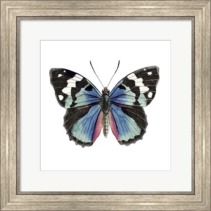 Framed Butterfly Botanical II Print