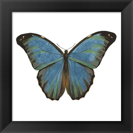 Framed Butterfly Botanical III Print