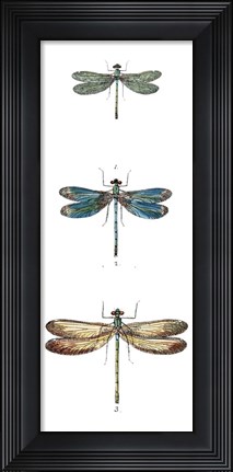Framed Dragonfly Study I Print
