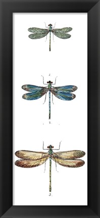 Framed Dragonfly Study I Print