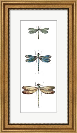 Framed Dragonfly Study I Print