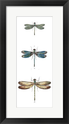 Framed Dragonfly Study I Print