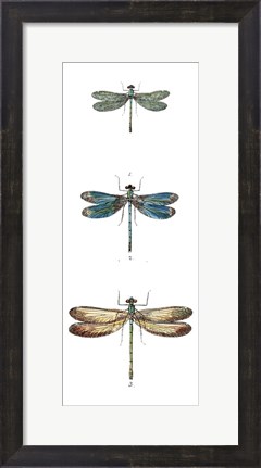 Framed Dragonfly Study I Print
