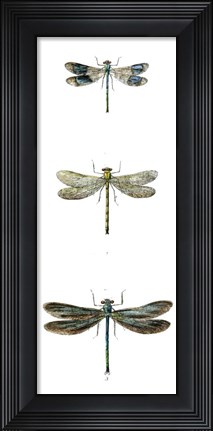 Framed Dragonfly Study II Print