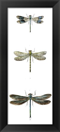 Framed Dragonfly Study II Print