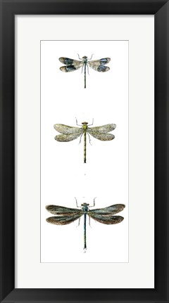 Framed Dragonfly Study II Print