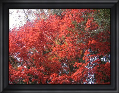 Framed Red Tree Print