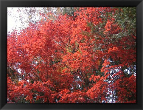 Framed Red Tree Print