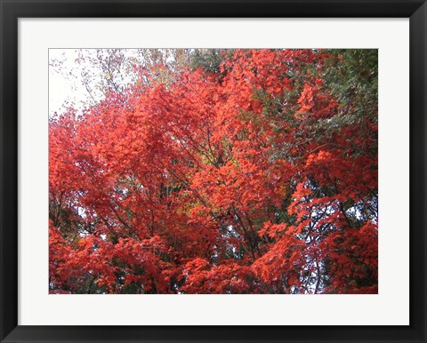 Framed Red Tree Print