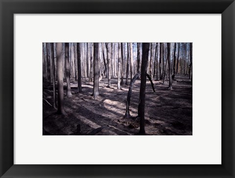 Framed San Bernardino Burned Forest Print