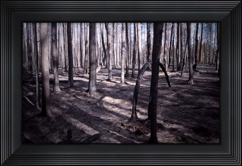 Framed San Bernardino Burned Forest Print