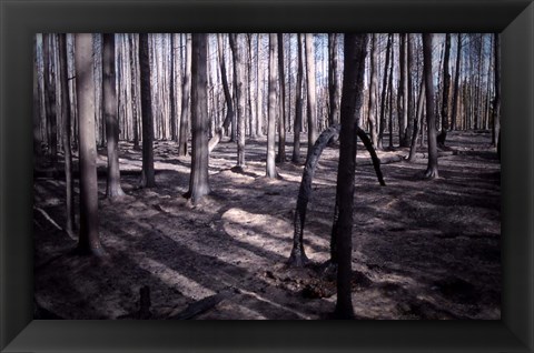 Framed San Bernardino Burned Forest Print