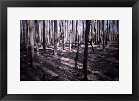 Framed San Bernardino Burned Forest Print