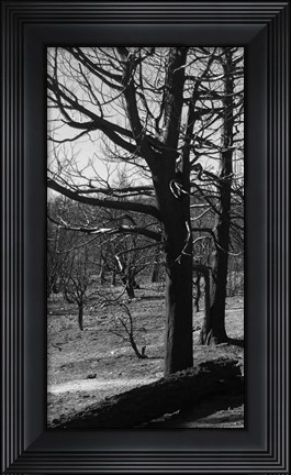 Framed Burned Trees Print
