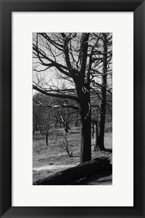 Framed Burned Trees Print