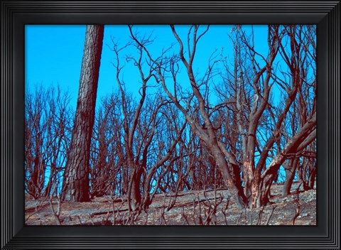 Framed Burned Trees And A Sky Print