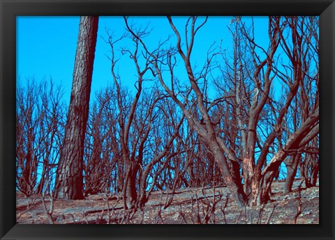 Framed Burned Trees And A Sky Print