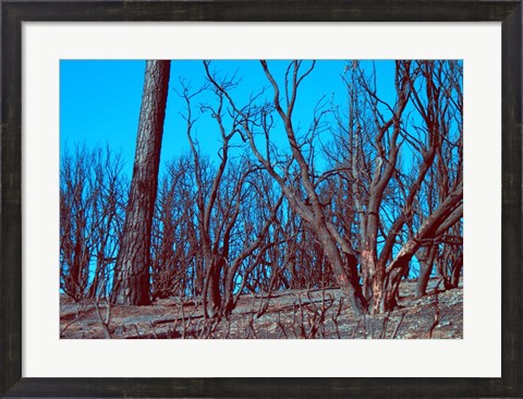 Framed Burned Trees And A Sky Print