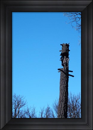 Framed Tree Trunk Burned Print