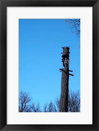 Framed Tree Trunk Burned Print