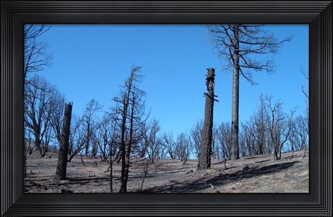 Framed Burned Trees In California Print