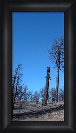 Framed Burned Trees 1 Print