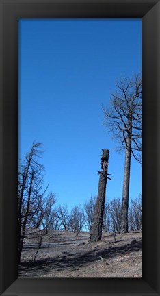 Framed Burned Trees 1 Print