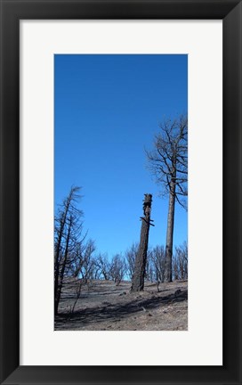 Framed Burned Trees 1 Print