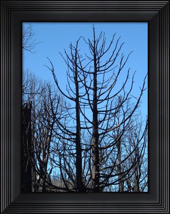Framed Burned Trees 2 Print