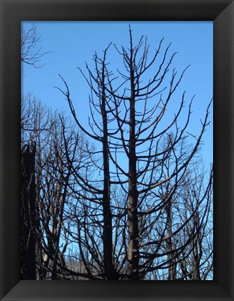 Framed Burned Trees 2 Print