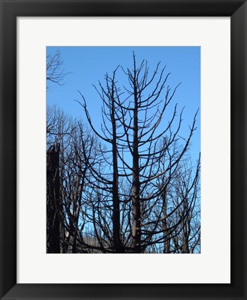 Framed Burned Trees 2 Print