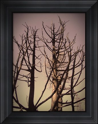 Framed Burned Trees 3 Print