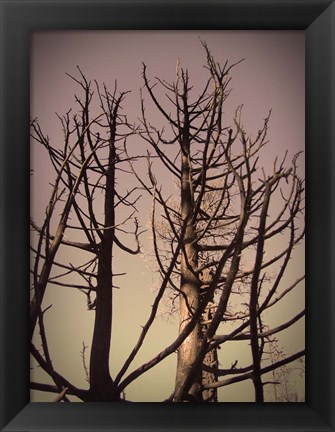 Framed Burned Trees 3 Print