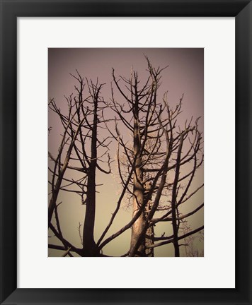 Framed Burned Trees 3 Print