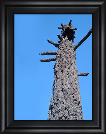 Framed Burned Trees 4 Print